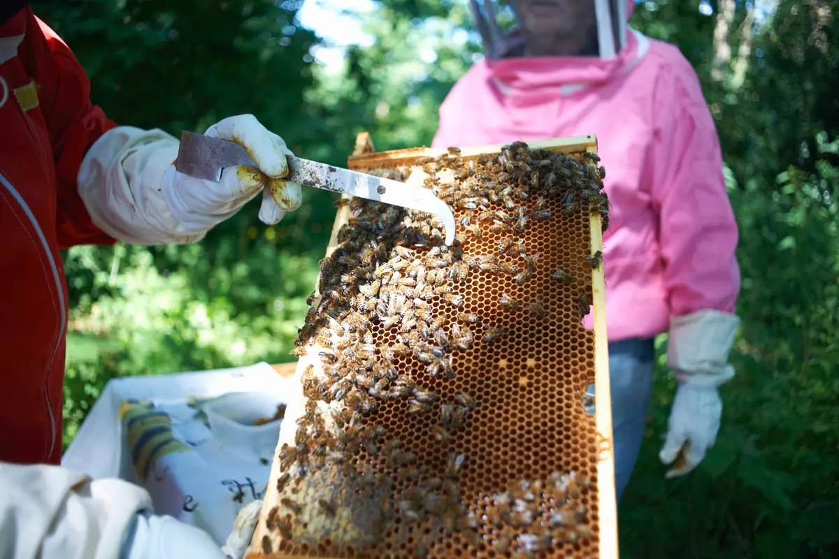 10 Things to Consider Before Choosing a Honey Manufacturer