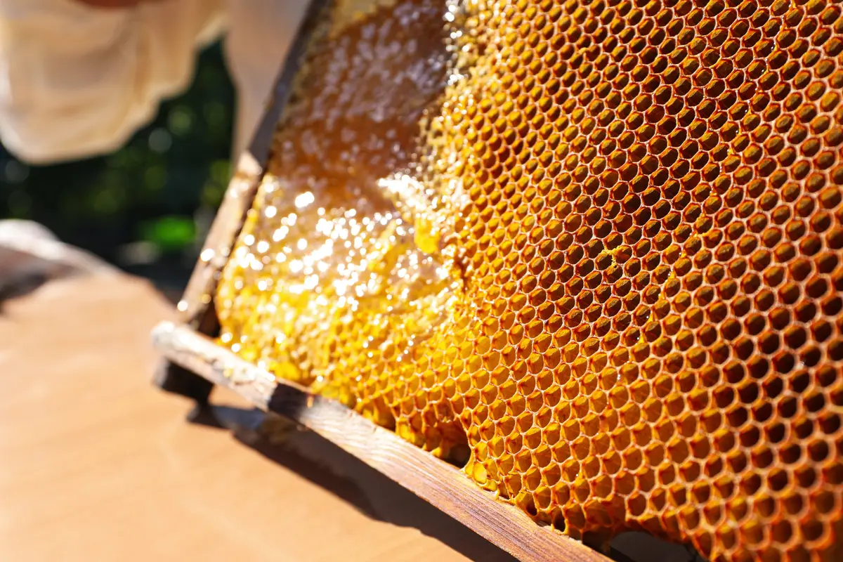Creamed white honey for private label honey brands
