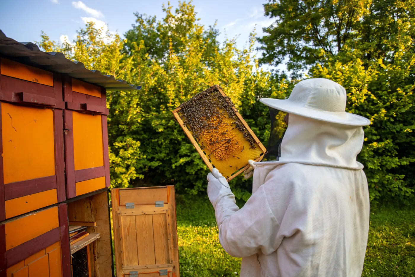 Turkish wildflower honey for wholesale and retail brands