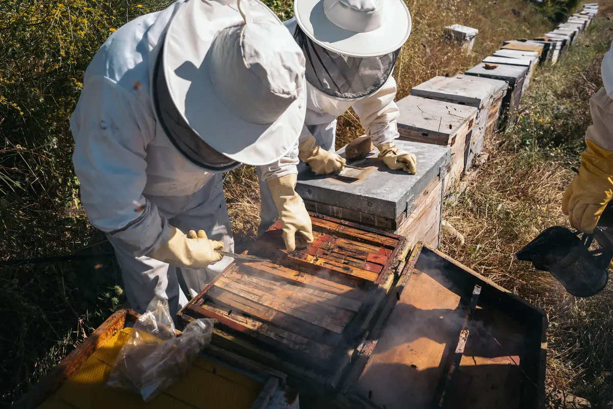 Turkish lavender honey for premium food distribution