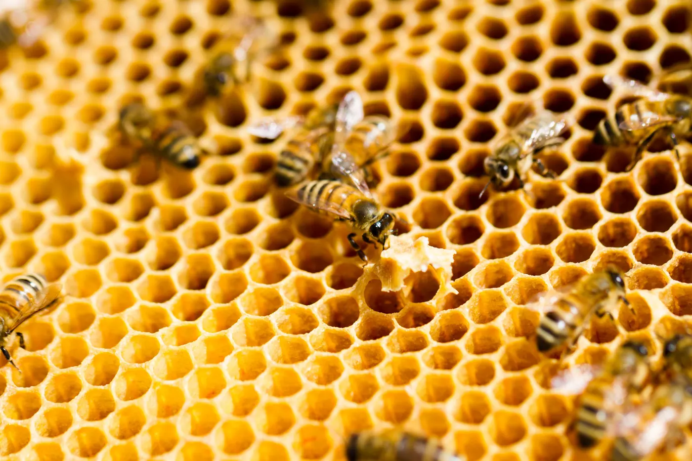 How to Import Honey from Türkiye: A Practical Guide for International Buyers