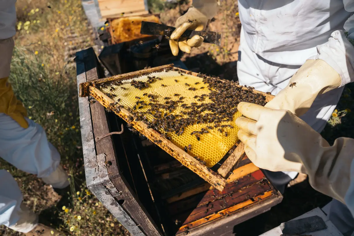 Why Work with a Turkish Honey Supplier?