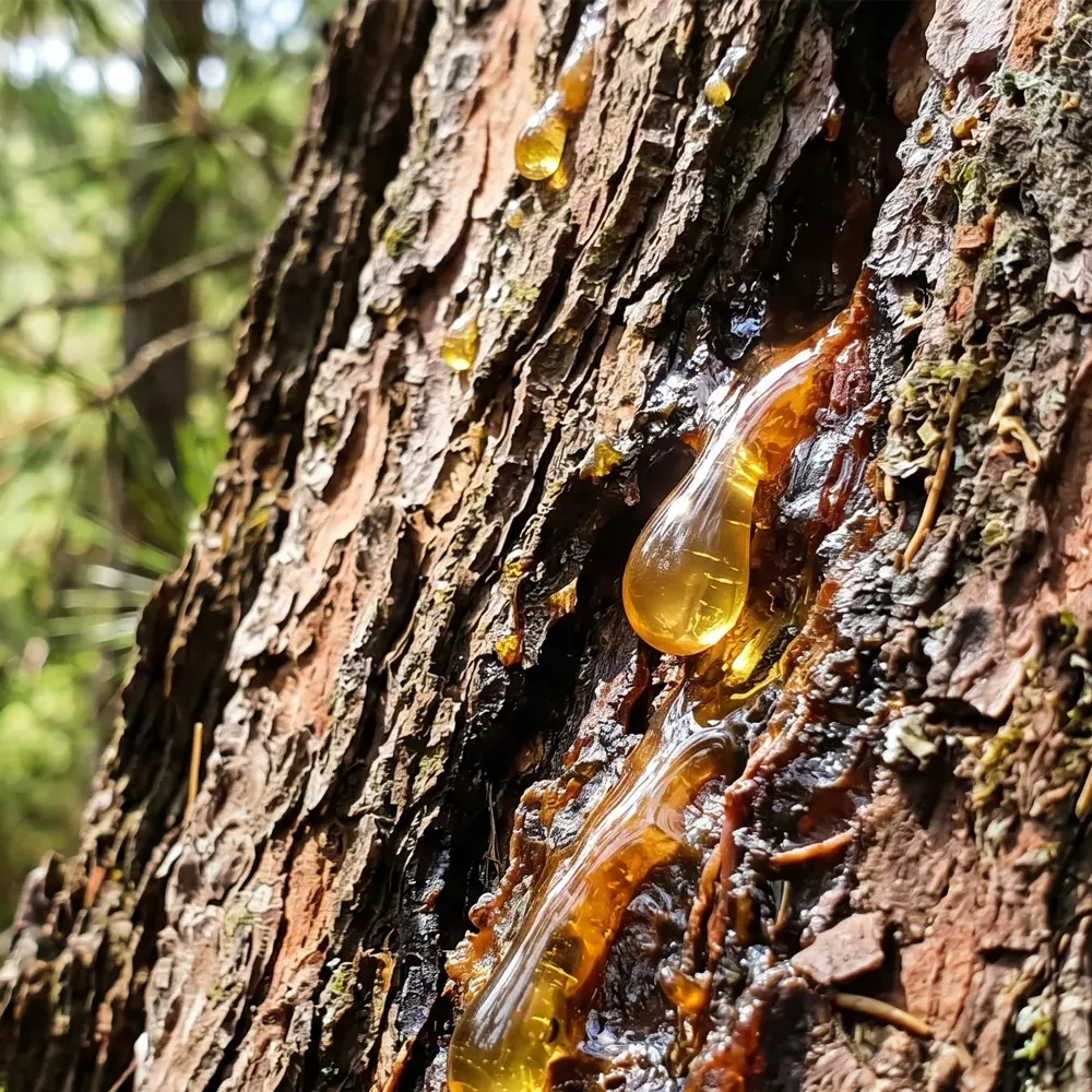Turkish pine honey export - dark aromatic forest honey
